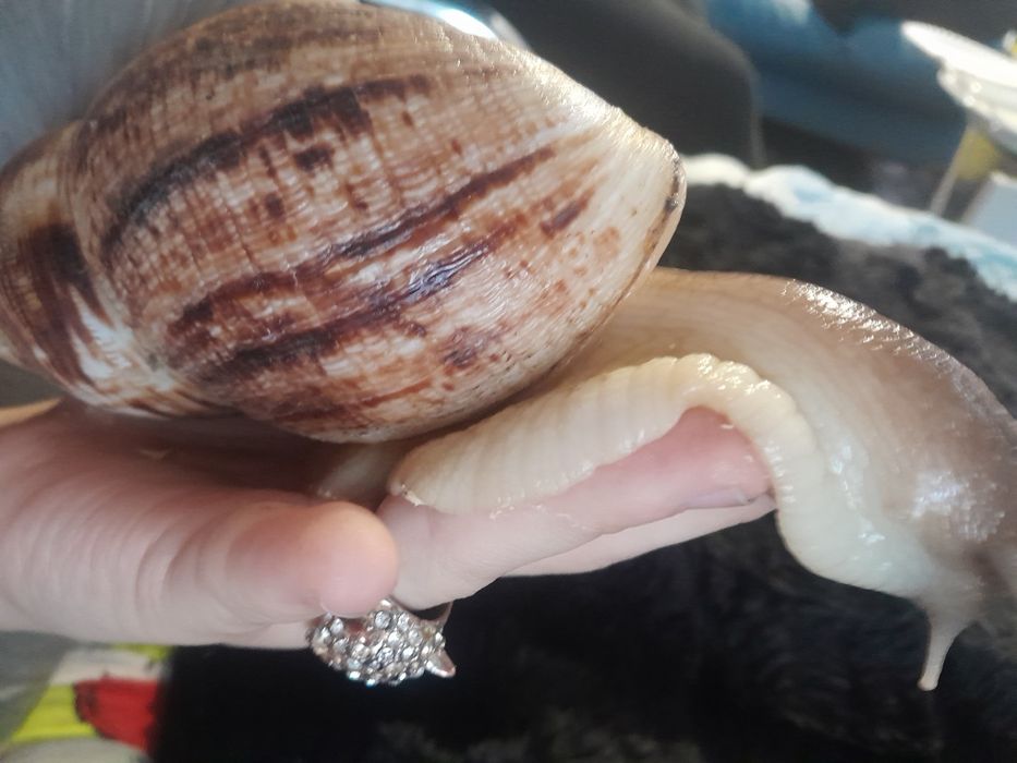 Ślimak afrykański na 30% TANIEJ