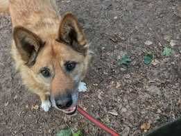 Seniorek Gucio poleca się do adopcji- psi anioł czeka w Tomarynach