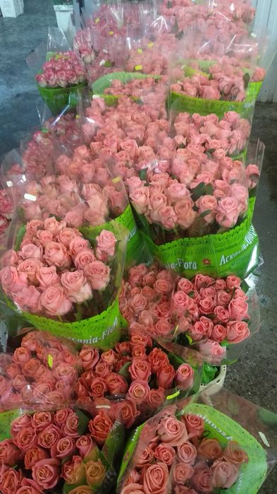 Тюльпан, роза, эустома оптом и розница.