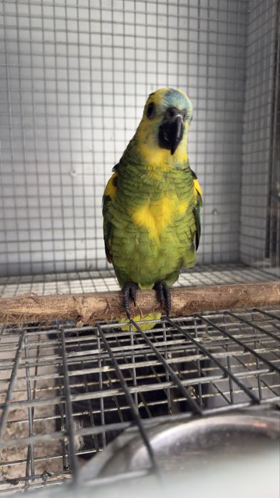 Amazona aestiva xanthopterix Macho exemplar com mais amarelo
