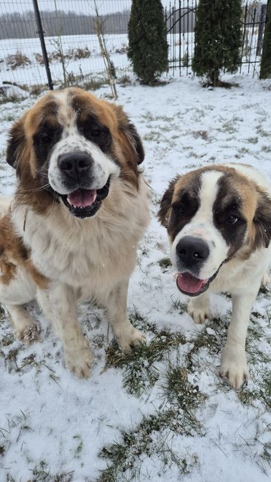 Bernardyn Szczeniaki