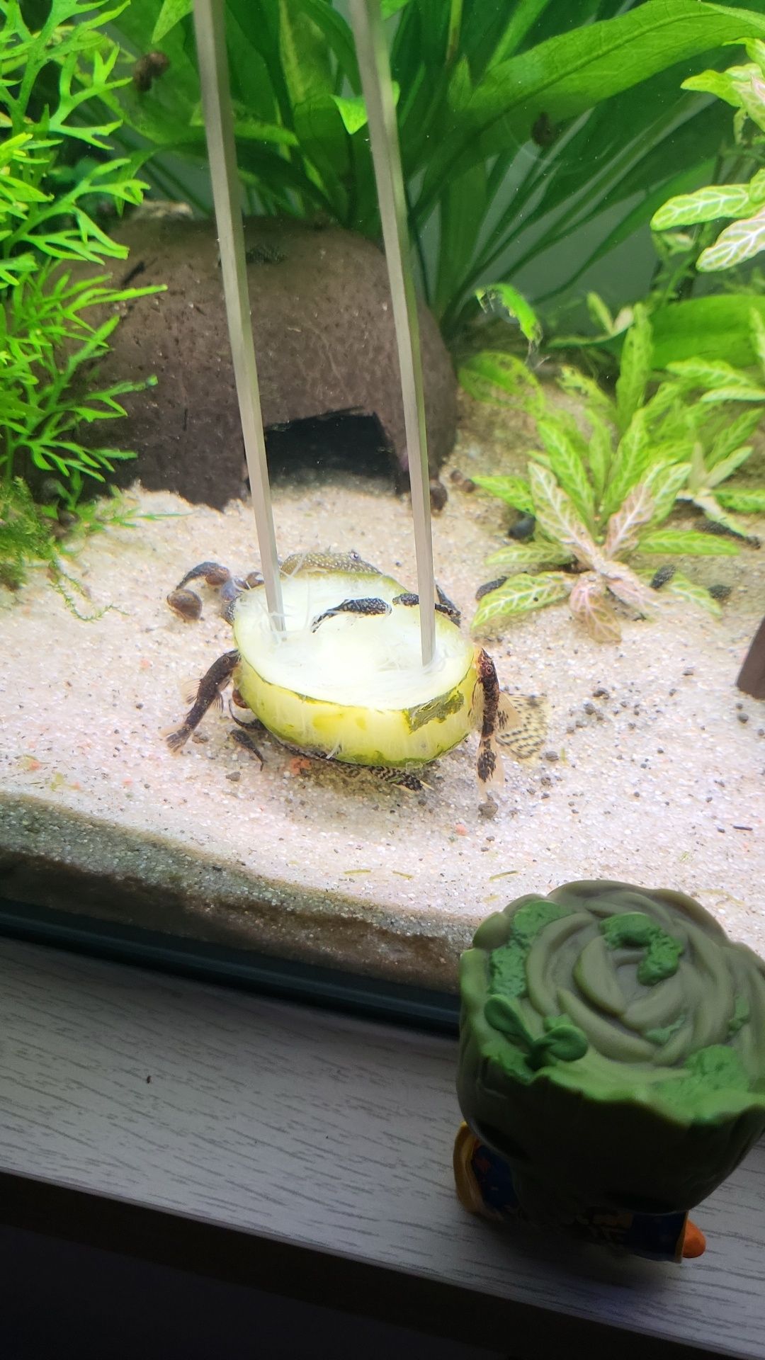 Ancistrus SP e Kiribensis