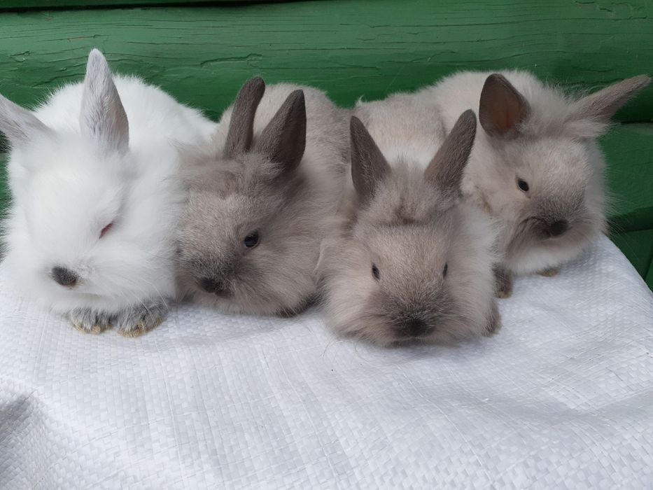 Декоративні кролики.