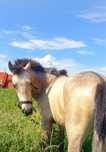Vendo Poldro Cruzado Lusitano