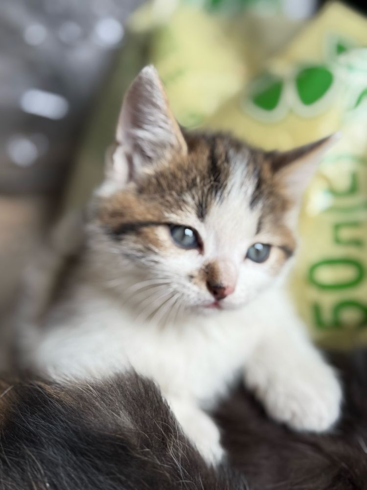Котик шукає дім