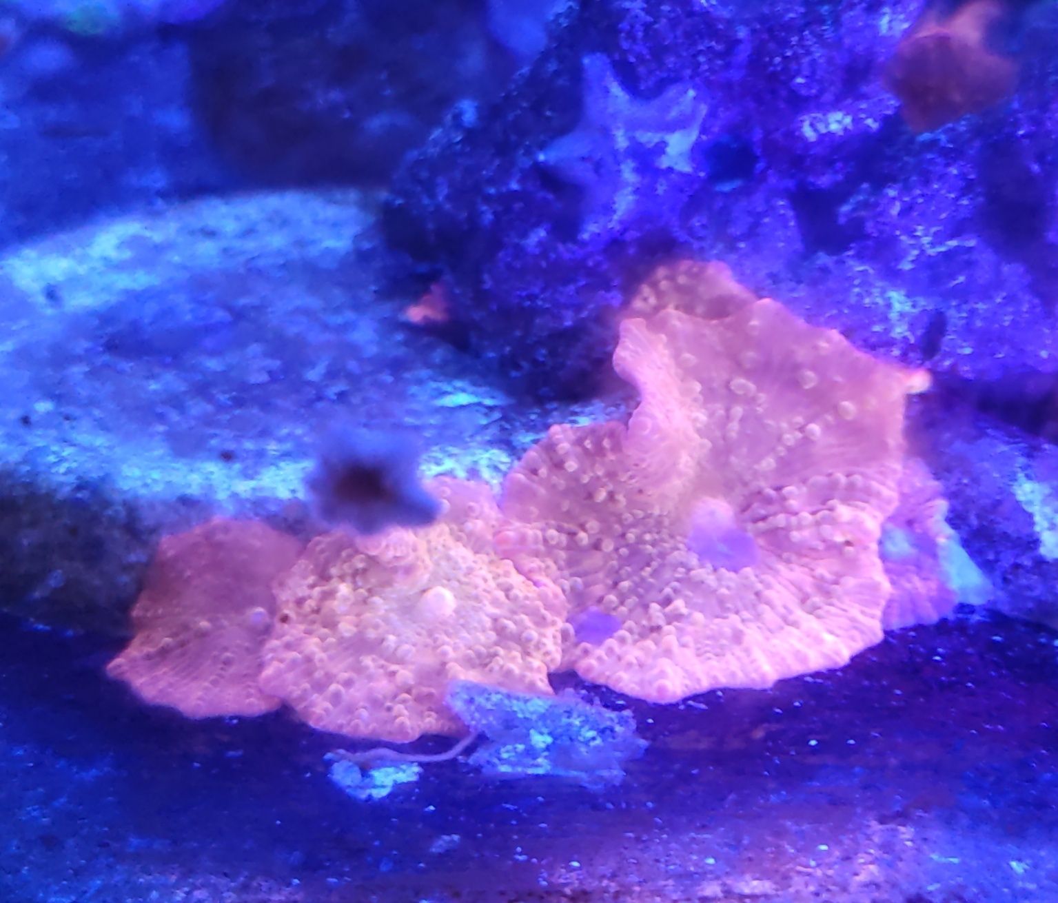 Актинии квадриколор, дискосомы оранж в морской аквариум