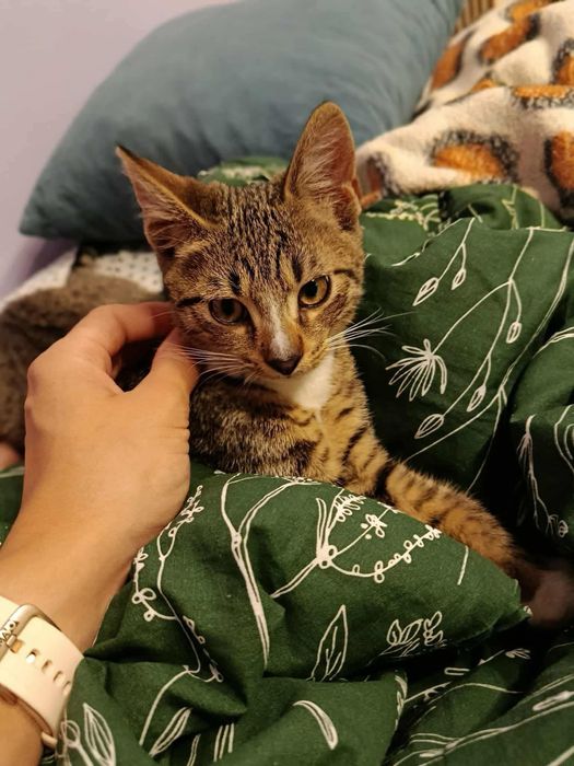 Kotek Tymianek do adopcji