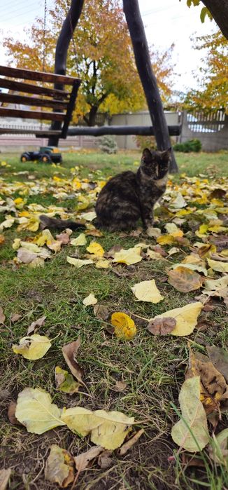 Віддам у добрі руки