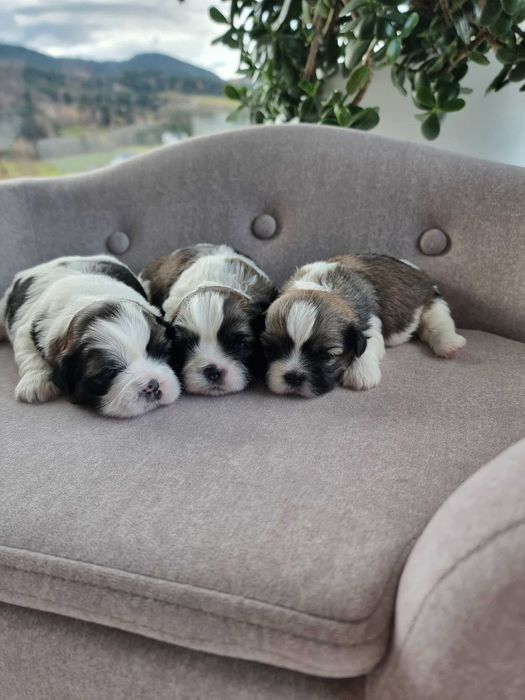 Shih Tzu tricolor szczeniak