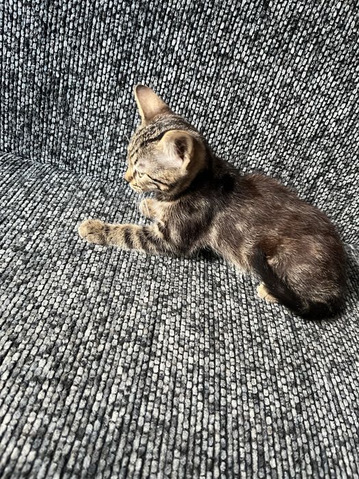 Віддаю котиків в добрі руки < 3