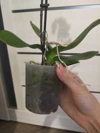 продам орхідею уцінка 150 грн