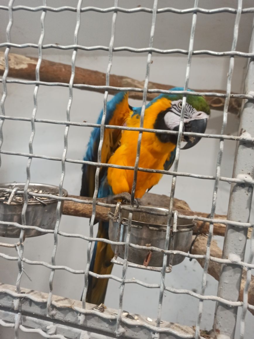 Доросла пара синьо-жовтих ара