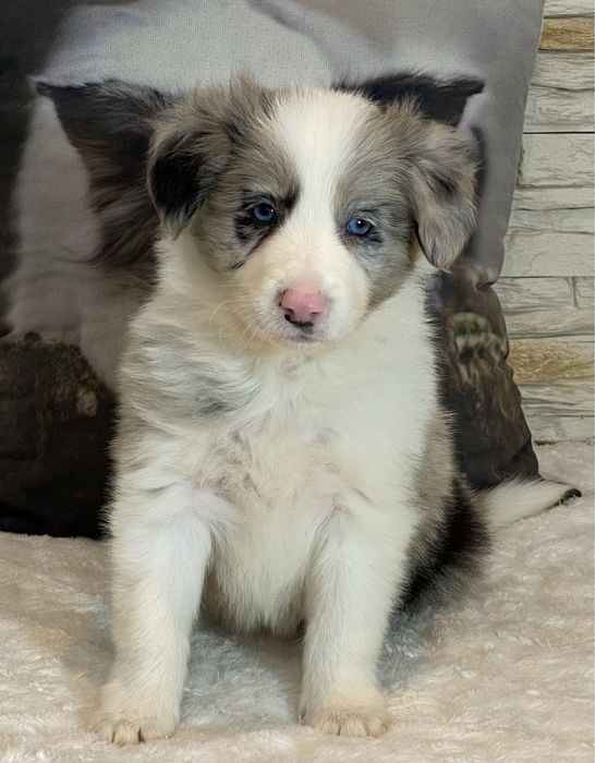 Border Collie dziewczynka DAKOTA