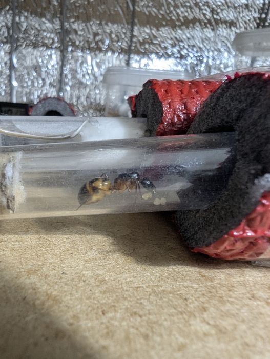 Rójkowe, camponotus sanctus 1w