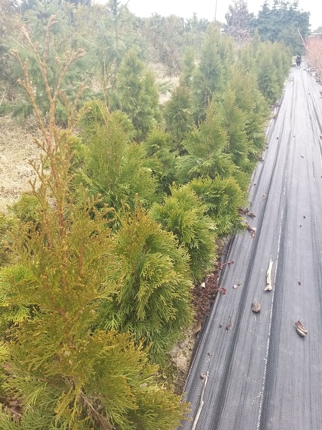 Thuja Szmaragd z gruntu wyprzedaż