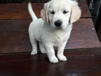 Golden Retriever Piesek