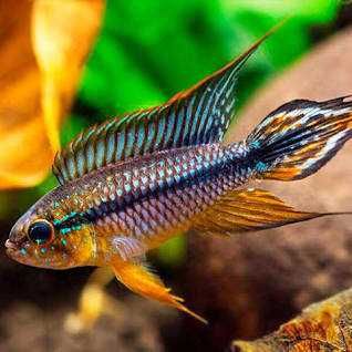 Apistogramma agassizii  Pielęgniczka Agassiza odmiany super red i blue