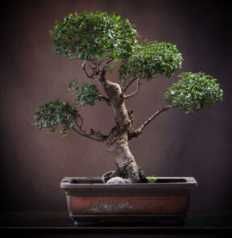 Bonsais,Cerejeira Japonesa Anã, Oliveira, Lima Kaffir, Limequat, Meyer