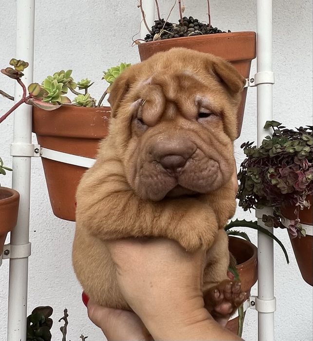 Shar Pei / sharpei