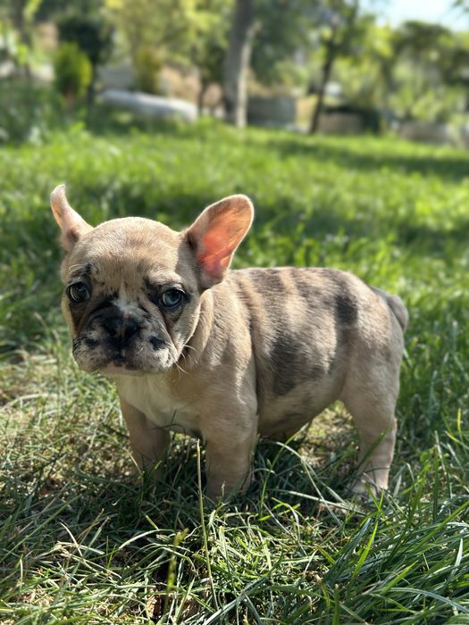 Продам цуценят французького бульдога