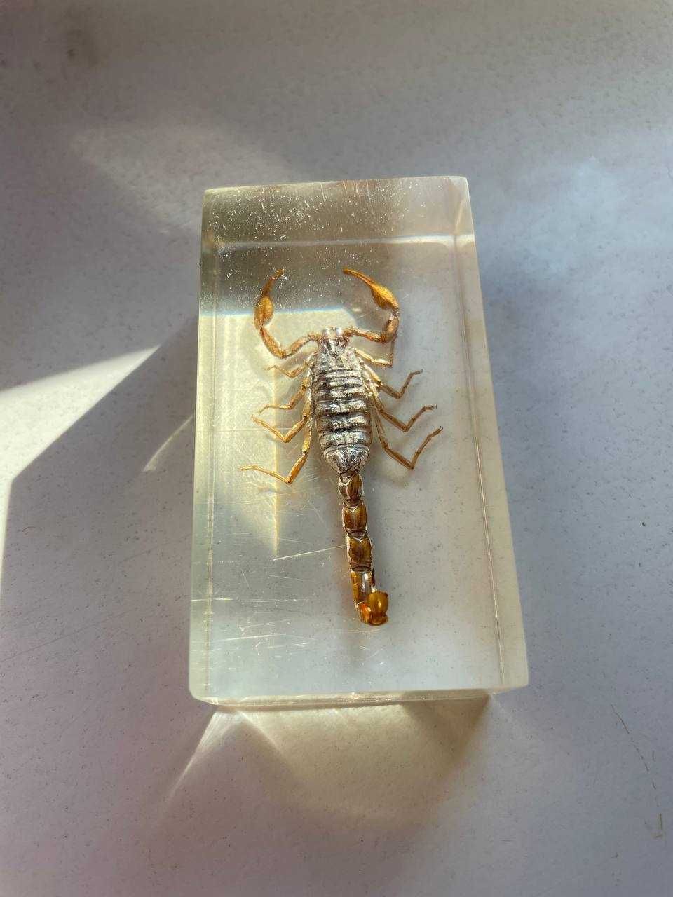 Скорпион в пластике Mesobuthus Martensii