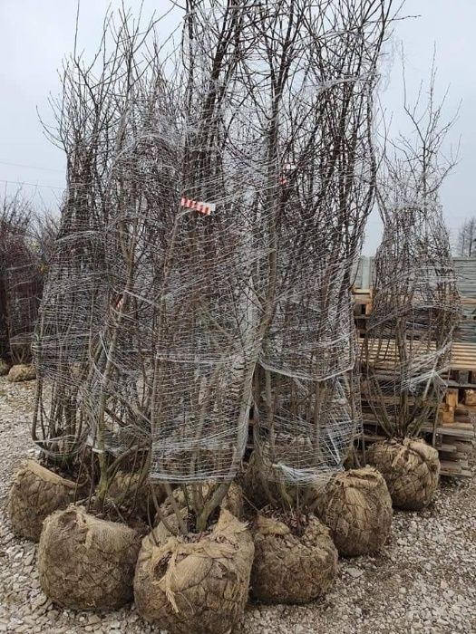 Świdośliwa Amelanchier 250 cm bardzo duża sadzonka