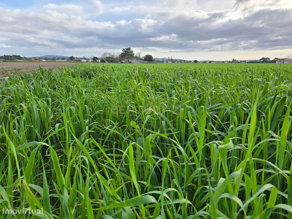 Terreno Rústico na Moita