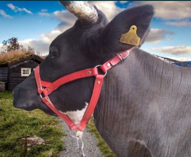 Упряж шлея, наритник, уздечка, недоуздок, ліци.