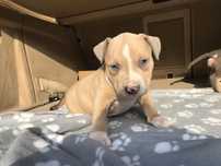 American bully xl piesek
