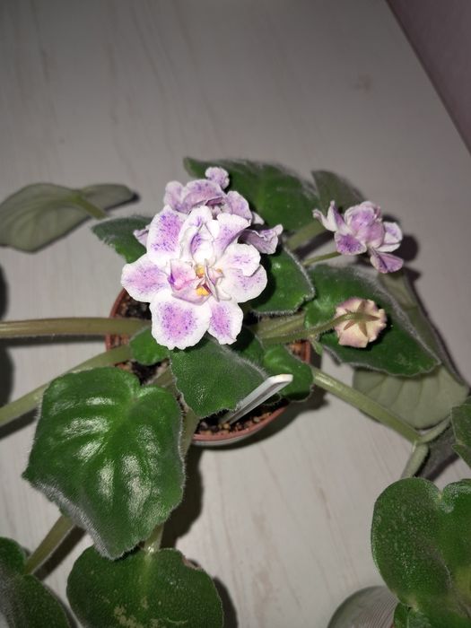 Фіалки дорослі сортові