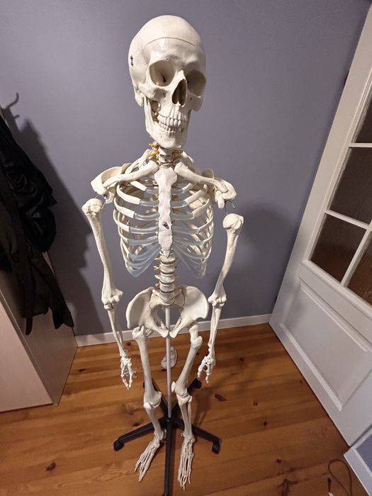 Szkielet anatomiczny