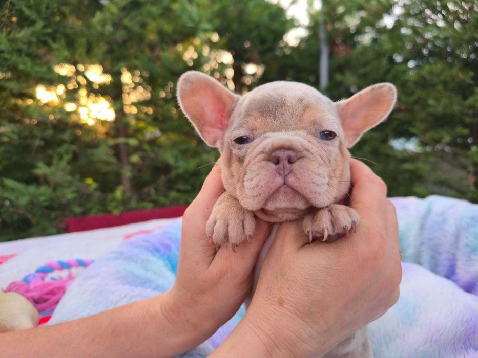 Buldogue Francês isabella merle top