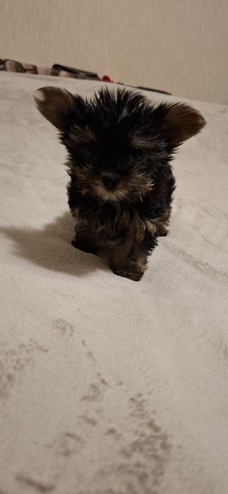 Супер міні дівчинка шукає сім'ю