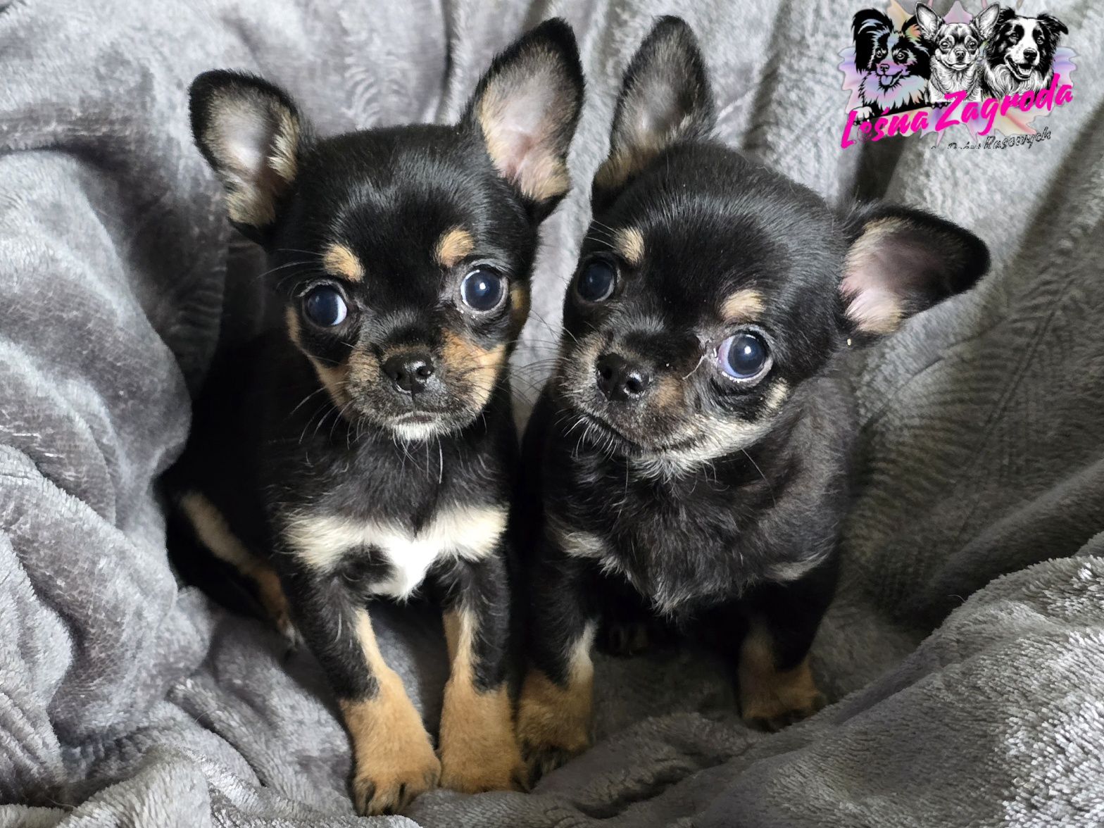Chihuahua sprzedam
