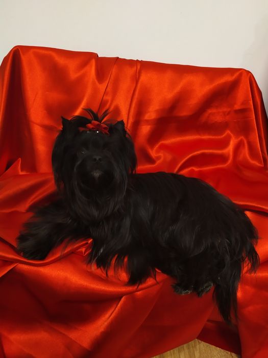 Suczka Black Yorkshire terrier,nie biewer.