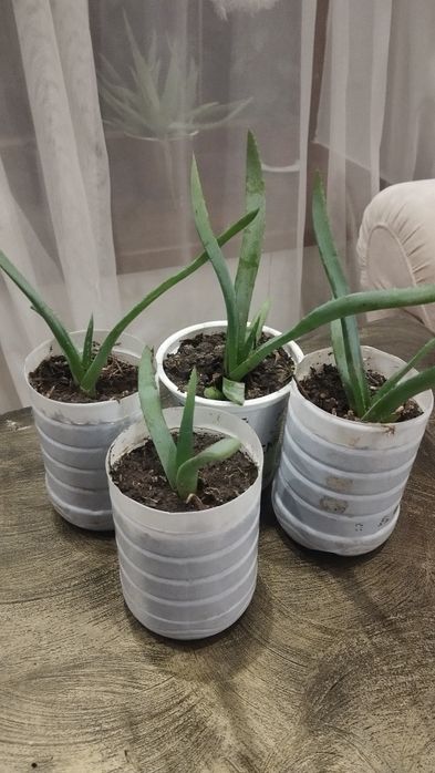 Алоэ вера столетник