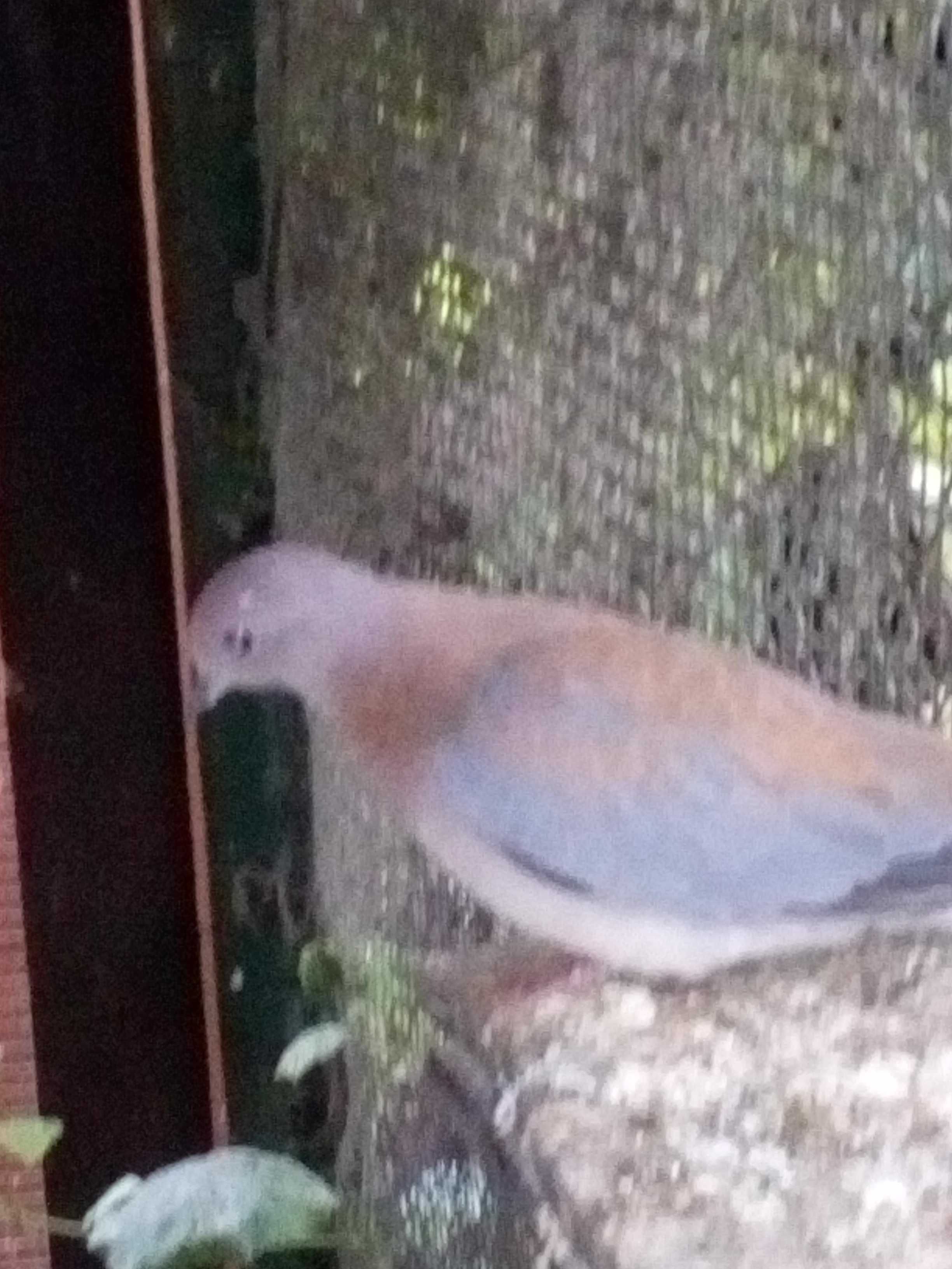 Gołąbek senegalski