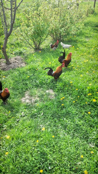 Продам когутів і курчат -бентамки