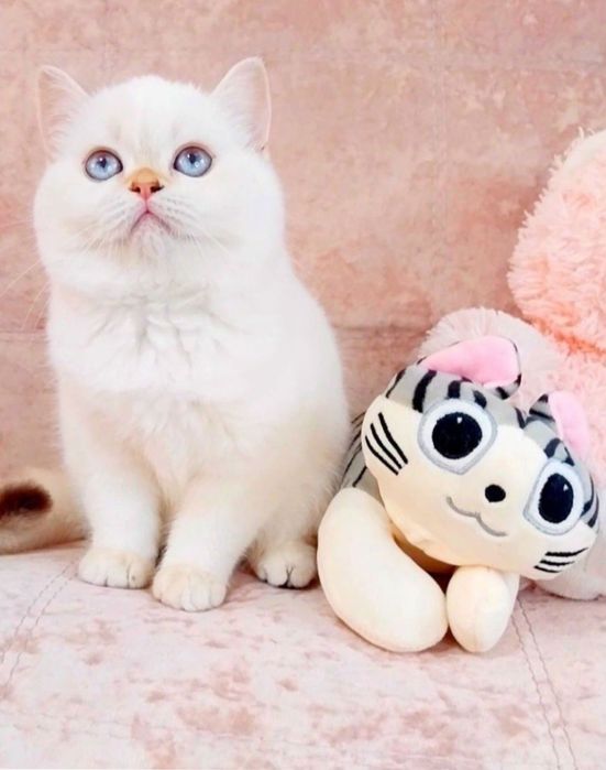 Дівчинка квіточка Золота красунечка