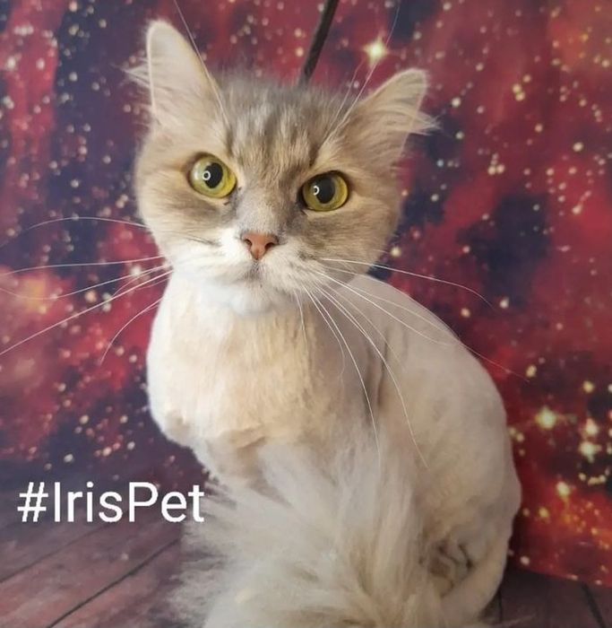 Стрижка кошек Харьков