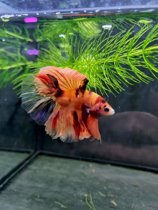Bojownik HM nemo