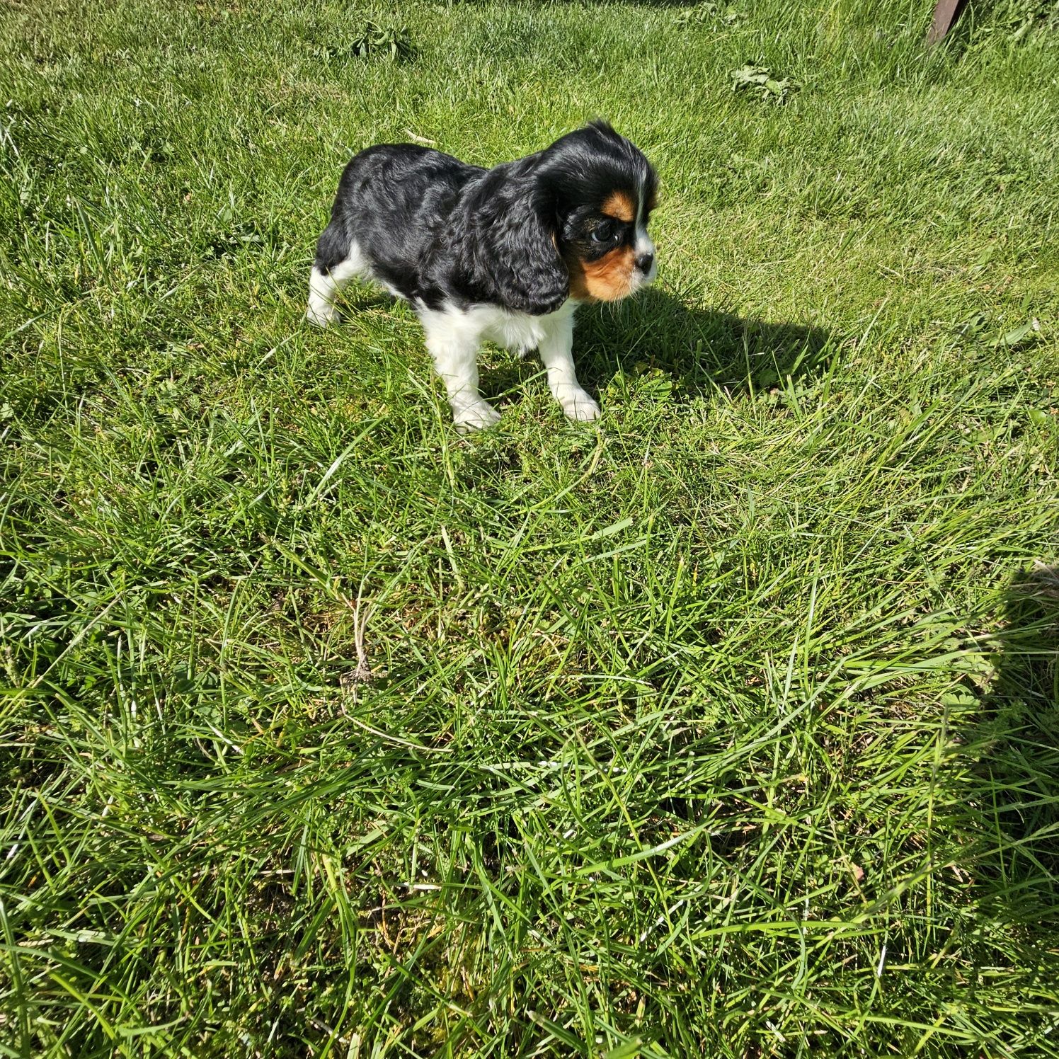 Cavalier King Charles Spaniel- ostatni piesek!