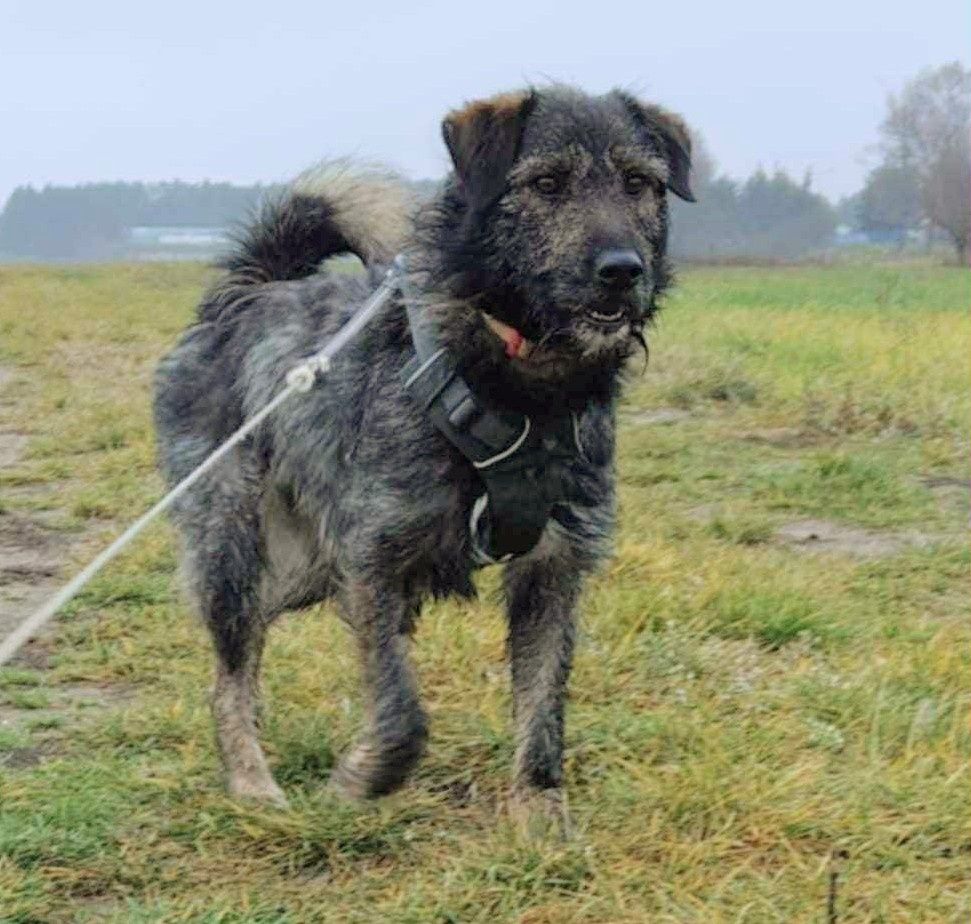 Młody Ferdek szuka domu