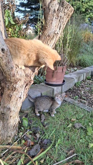 Oddam 2 koty za darmo