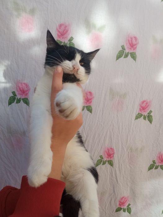 Кошечки в любящую семью