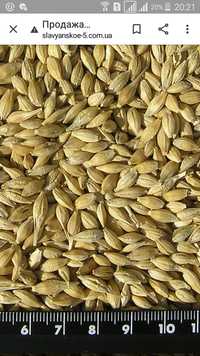 Ячмінь , пшениця