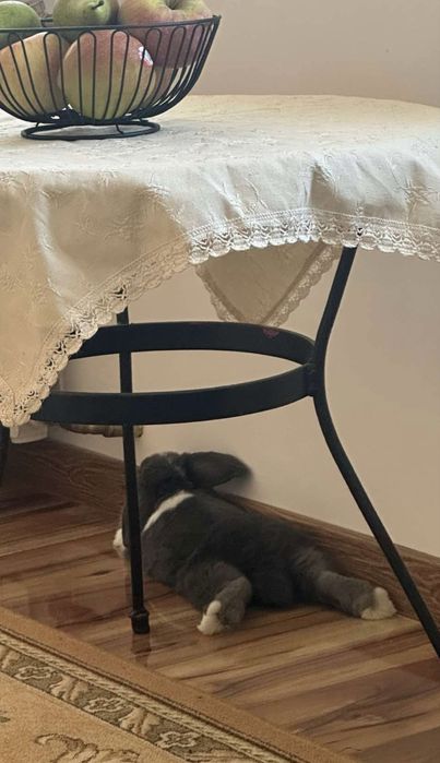 2 urocze króliki MiniLop - chłopiec 1.5 roku + dziewczynka 2 lata