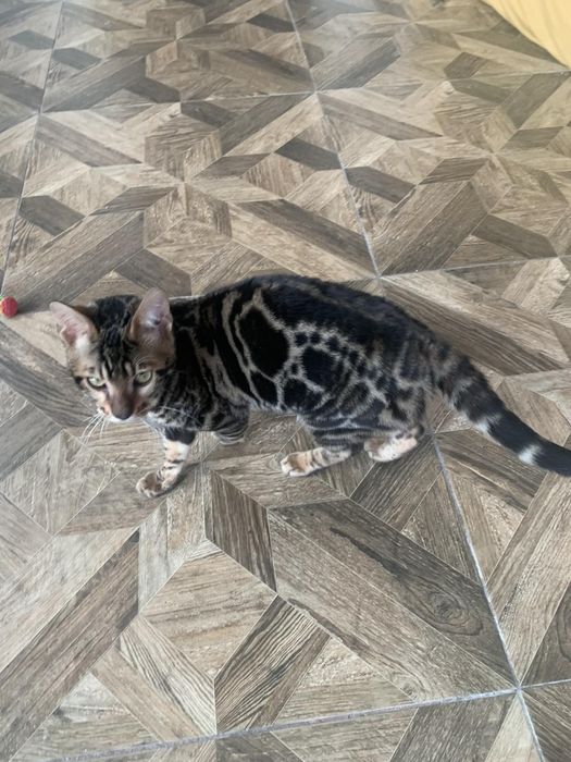 Бенгальске кошеня хлопчик 5міс