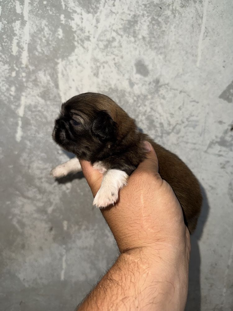 Piquenes Ultimo Menino