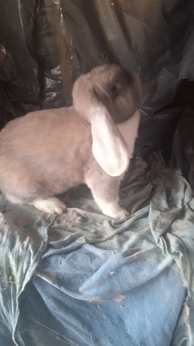 Самець французький баран